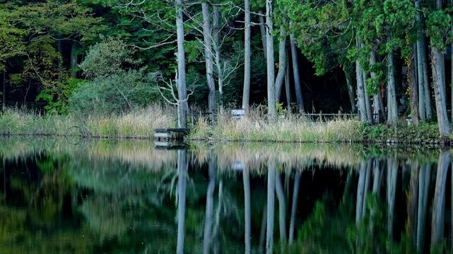 Lake in the forest, scenery reflected on the surface of the water