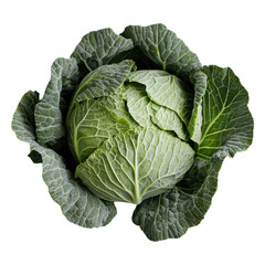 Fototapeta premium Fresh green cabbage with crinkly leaves on a white isolated background.
