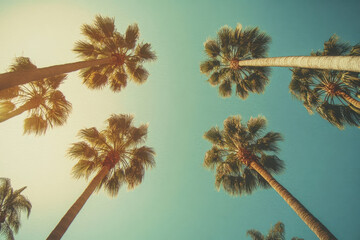 Obraz premium Tall palm trees against clear blue sky, creating tropical vibe. sunlight casts warm glow, enhancing serene atmosphere of this beautiful scene