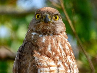 Brown Goshawk (Accipiter fasciatus) in Australia