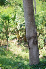 A tree trunk with grass and other trees in the background
