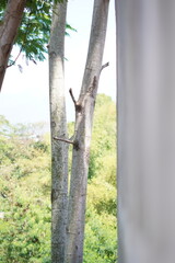 Two tree trunks growing close together with small trunk buds and background of trees on a bright sunny day