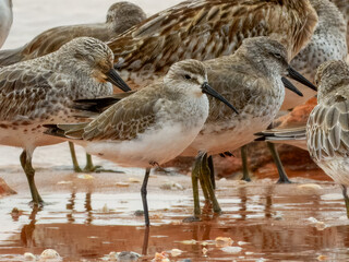 Curlew Sandpiper (Calidris ferruginea) in Australia