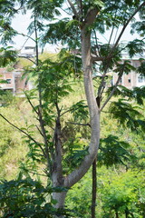 A tree trunk with dense leaves and a clear sky during the day
