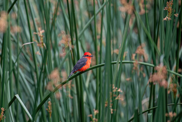 Detailed Photo of a Rufous Flycatcher (Pyrocephalus rubinus) Perching on a Tree Branch, unique bird, cute bird, bird on tree, perching bird