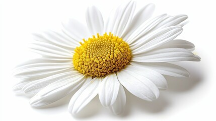 A Single White Daisy with a Yellow Center