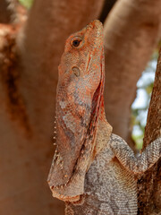 Frill-necked Lizard (Chlamydosaurus kingii) in Australia