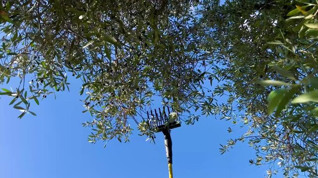 OLIVE HARVESTING WITH 2 HARVESTERS, SQUEEZERS WITH AUDIO 1