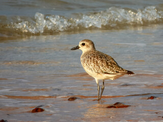 Grey Plover (Pluvialis squatarola) in Australia
