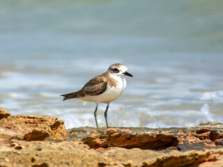 Greater Sand Plover (Charadrius leschenaultii) in Australia