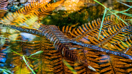 Fallen silver fern blades under water, New Zealand.
