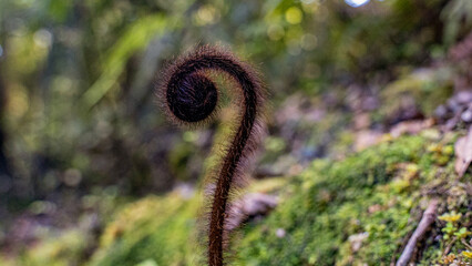 Silver fern crosier, New Zealand.