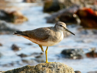Grey-tailed Tattler (Heteroscelus brevipes) in Australia