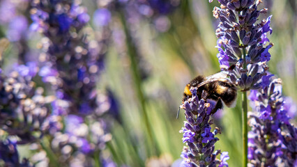 Bumblebee on the lavender flower