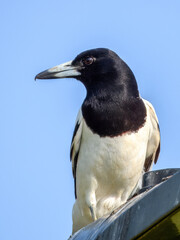 Obraz premium Pied Butcherbird (Cracticus nigrogularis) in Australia