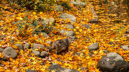 Cat among yellow maple leaves, Autumn
