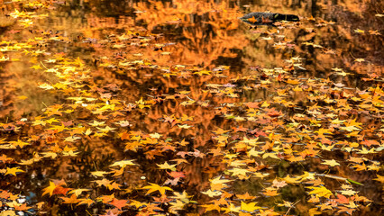 Yellow maple leaves on the water, Autumn