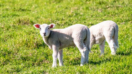 Obraz premium Little lambs graze on a green meadow, Shakespear Regional Park, New Zealand