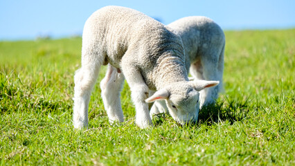 Obraz premium Little lambs graze on a green meadow, Shakespear Regional Park, New Zealand