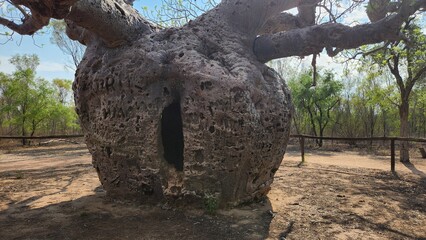 Prison Boab Tree in Derby, Western Australia