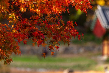 Autumn maple tree in the Buddhist temple