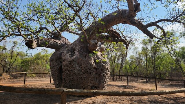 Prison Boab Tree in Derby, Western Australia