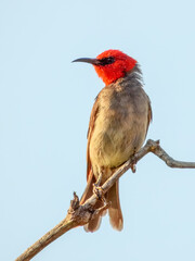 Red-headed Honeyeater (Myzomela erythrocephala) in Australia