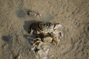 갯벌의 작은 게  세마리