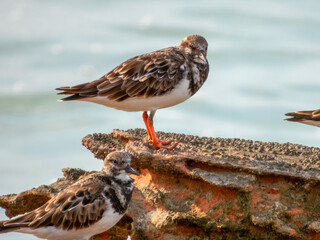 Ruddy Turnstone (Arenaria interpres) in Australia