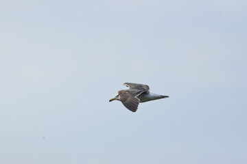 seagull flying in the sky