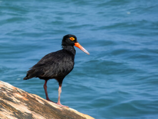 Sooty Oystercatcher (Haematopus fuliginosus) in Australia