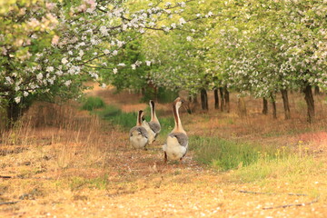 Gęsi w kwitnącym sadzie  © Renata