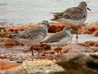Terek Sandpiper (Xenus cinereus) in Australia