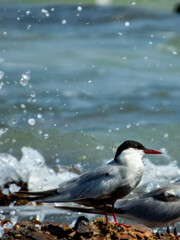 Whiskered Tern (Chlidonias hybridus) in Australia