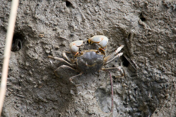 집게발이 아주 큰 작은 게