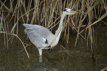 먹이 찾는 왜가리