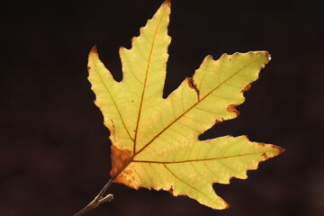 plane tree leaf in autumn on dark background