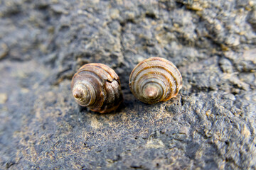 작은 줄고동 2마리