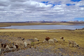 アルパカの放牧