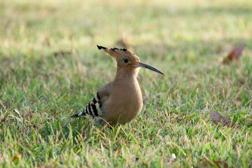 후투티 우측면 모습 © 이동섭 이