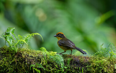 Yellow-breasted brushfinch (Atlapetes latinuchus) on tree