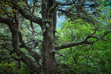 Gloomy spruce trunk with branches in a wild forest