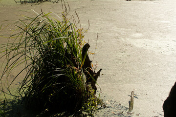 Dirty pond in the forest	