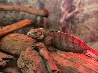 Fototapeta premium Close-up of a lizard basking on a log in a naturalistic habitat with warm lighting. Captures the textured scales and rugged environment of this reptile in the wild.