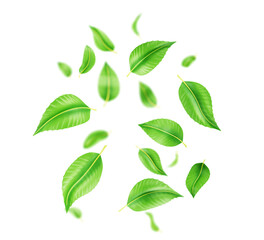 3d falling green tea leaves or mint, fresh foliage of lime or peppermint flying in air png render. Organic element for product packaging design isolated on transparent background. 3D illustration