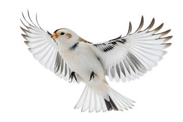 Obraz premium Front view, Snow Bunting is spreading its wings and flying isolated on a transparent background