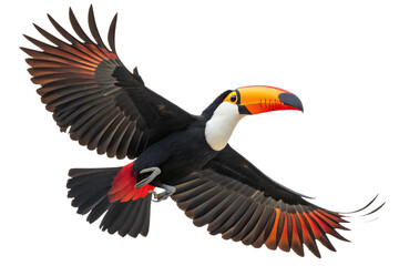 Front view, Toco Toucan is spreading its wings and flying isolated on a transparent background