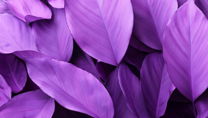 Obraz premium Flat lay Leaves background painted to purple color .
