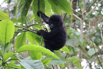 Baby mountain gorilla (approximately 1 year old) climbing a tree in Bwindi Impenetrable Forest in Uganda / Kongo