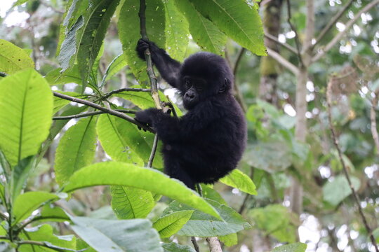 Baby mountain gorilla (approximately 1 year old) climbing a tree in Bwindi Impenetrable Forest in Uganda / Kongo